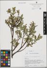Foto von Salix hastata L.